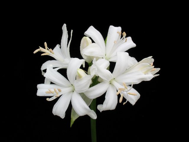 リコリス　ビルゴ 30-40ｃｍ (白)