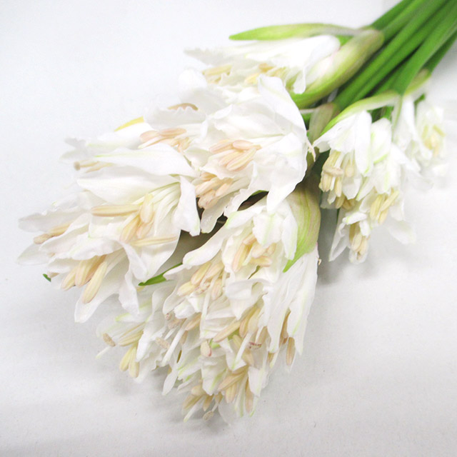 ネリネ／リコリス バ－ゴ 4/13　3　25-3 (白)