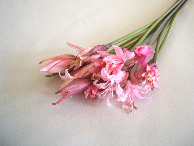 リコリス　ダイヤモンドリリ－ピンク Ｌ (ピンク)