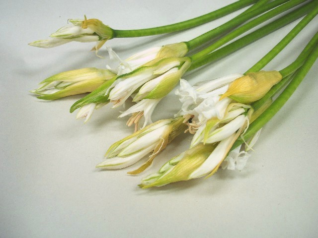 ネリネ／リコリス ネリネホワイト 70ｃｍ (白)