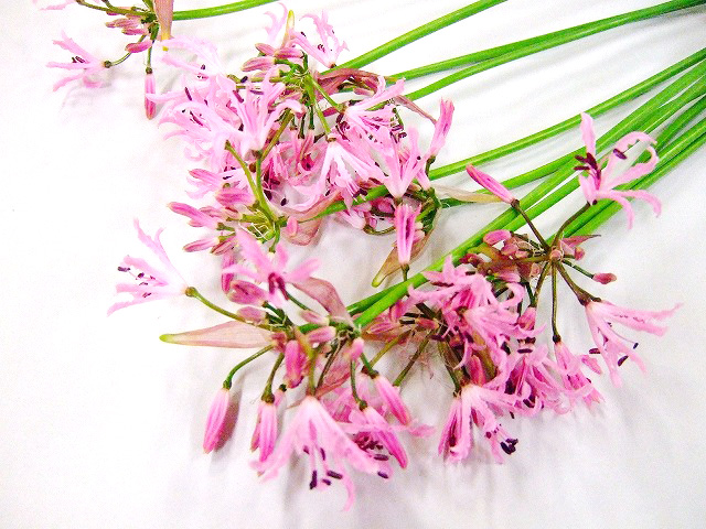 ネリネ／リコリス クリスパ 45  - (その他)