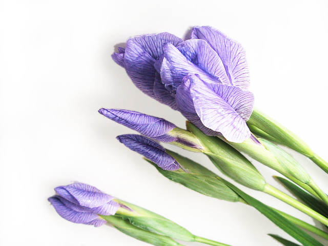 シヨウブ シヨウブムラサキ 特 (紫)