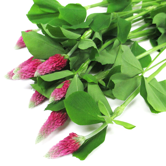 ソノタキリバナ クローバー ストロベリーキャンドル 2L (赤)