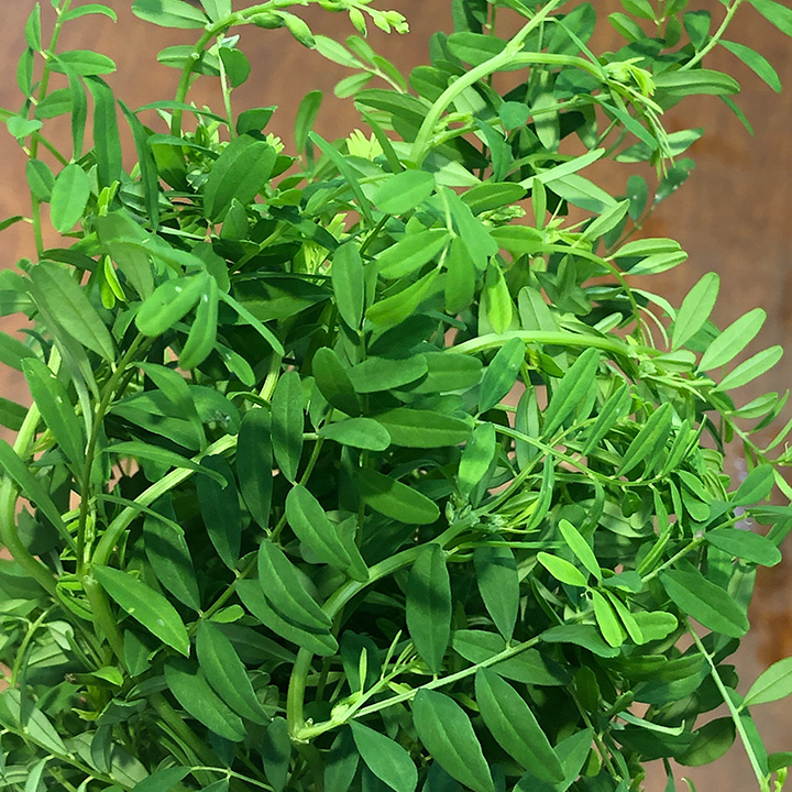 ガレキフォリア　L 推奨産地【予約メニュー】