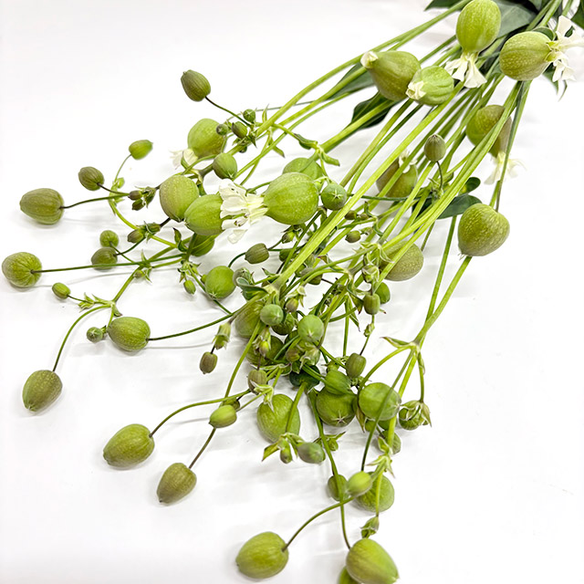 グリーンベル　L 推奨産地【予約メニュー】