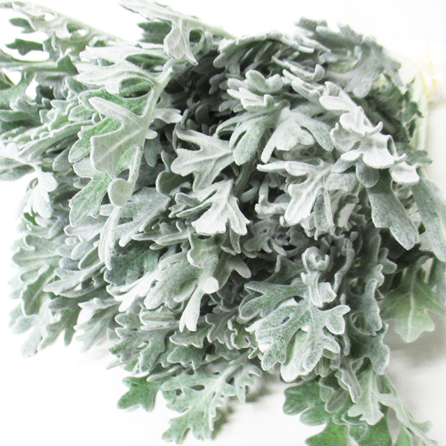 ソノタキリバナ ダスティミラー　シルバーダスト　L 推奨産地【予約メニュー】