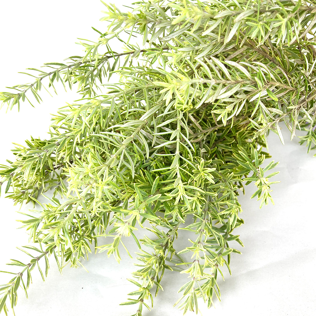 ソノタキリバナ ウエストリンギア 60ｃｍ (その他)