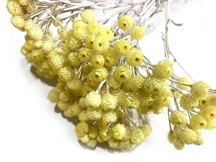 イモーテル　L 推奨産地【予約メニュー】