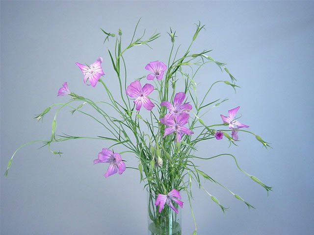 ソノタキリバナ アグロステンマピンク 55CM (その他)｜福岡店