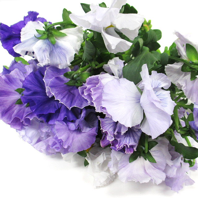 ソノタキリバナ パンジー パルム 30ｃｍ (淡紫)