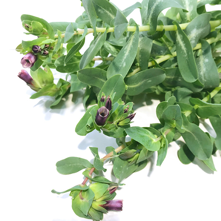 ソノタキリバナ セリンセマヨール 30-35ｃｍ (その他)