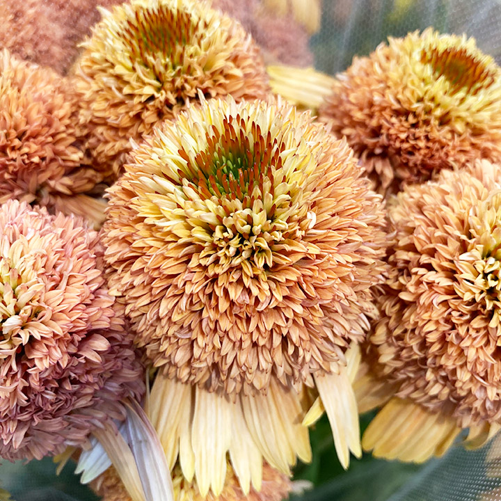 その他切花 | ハナノヒmarket｜旬のお花を市場や生産者さんから