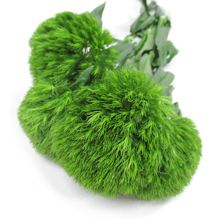 ソノタキリバナ キウイ メロウ (テマリ 50cm (緑)