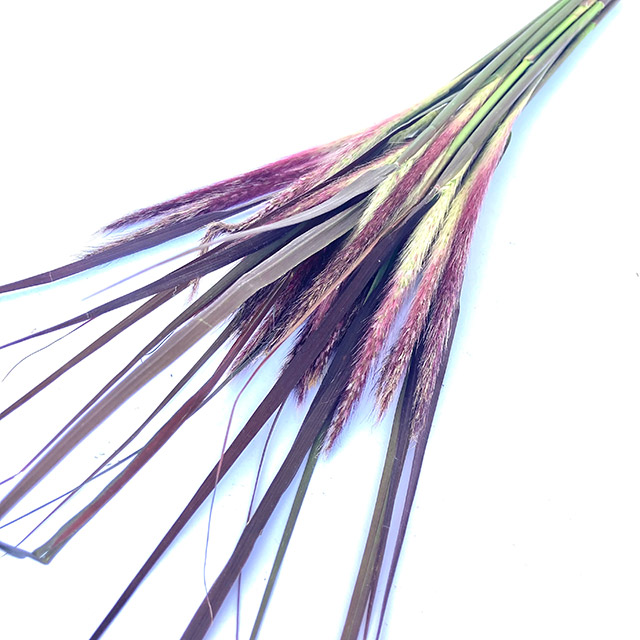 ソノタキリバナ ペニセタム パープルファウンテングラ 60CM (その他)