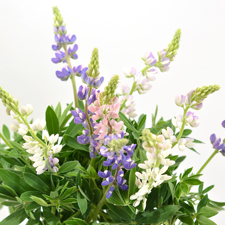 ピクシーデライト　ＭＩＸ　M 推奨産地【予約メニュー】