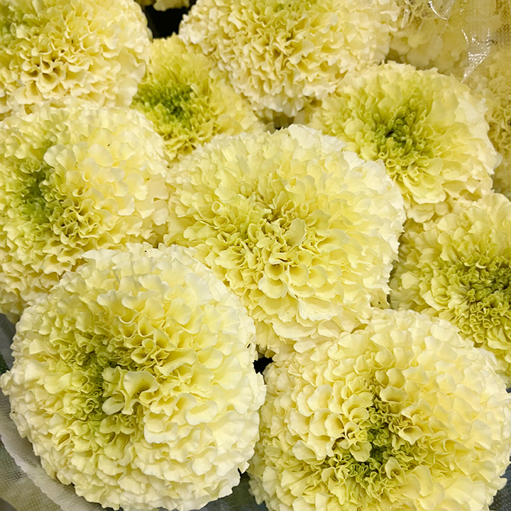 草花 切花 ホワイトスワン　L 推奨産地【予約メニュー】