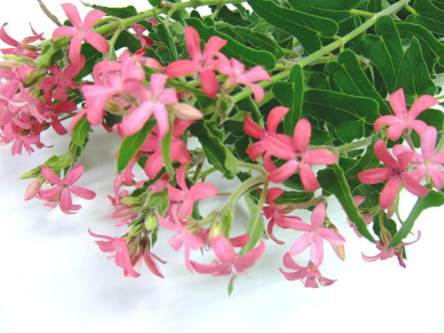 ソノタキリバナ オキシペタム ピンクスター 40CM (ピンク)