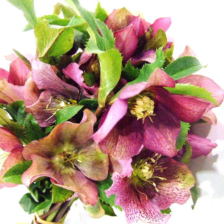 ソノタキリバナ クリスマスローズ　レッド 35ｃｍ (赤)