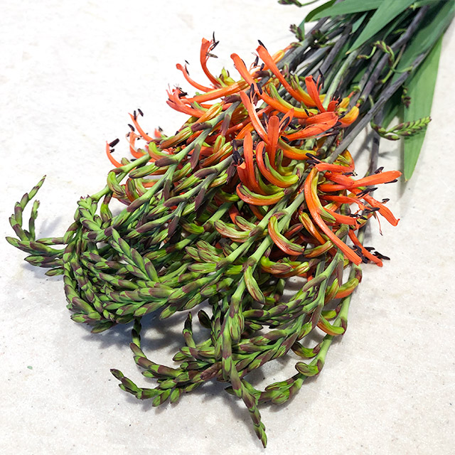 ソノタキリバナ チャスマンテ 60CM (その他)