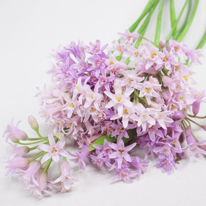 ソノタキリバナ ツルバキアピンク Ｌ (ピンク)