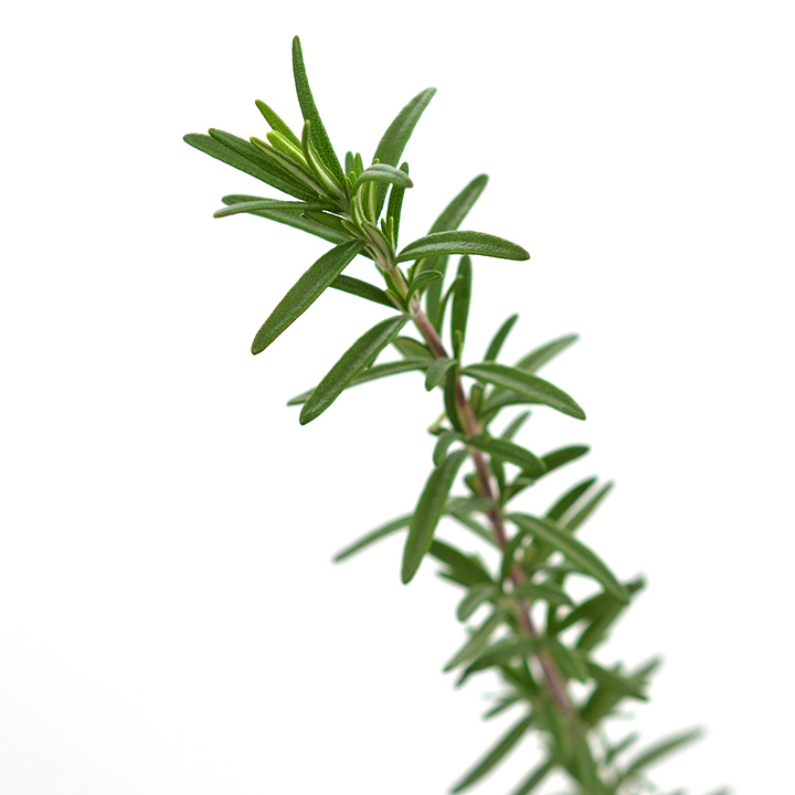 ローズマリー　L 推奨産地【予約メニュー】