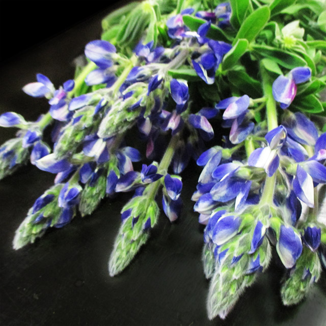 ソノタキリバナ カサザキルピナス　Ｂ ｼｭｳ70CM (その他)