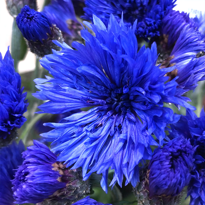 セントーレア　ブルー　M 推奨産地【予約メニュー】