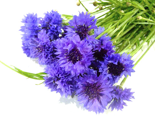 セントーレア　ブルー　M 推奨産地【予約メニュー】