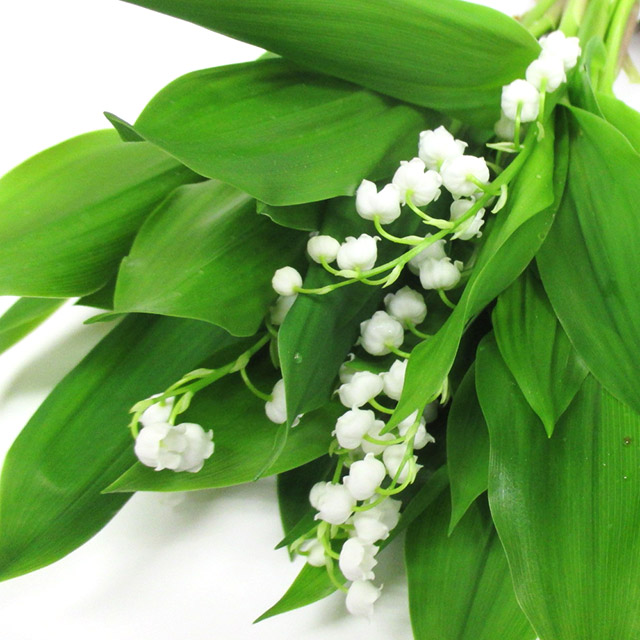 ソノタキリバナ ドイツスズラン 本 (白)