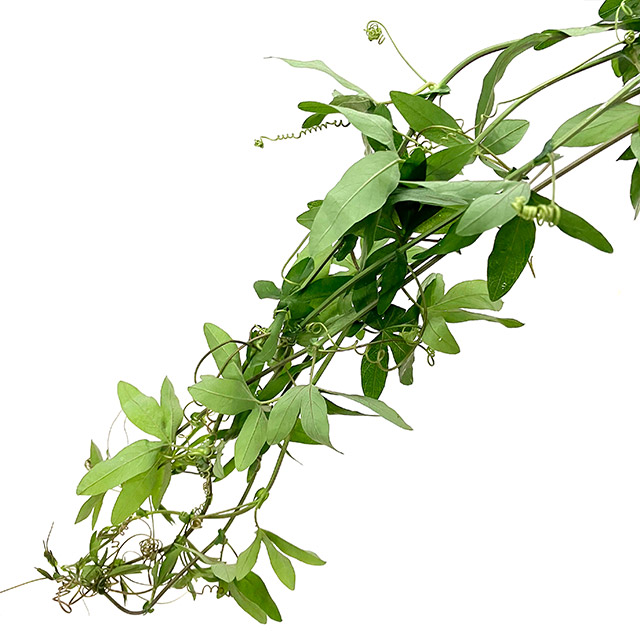 ソノタキリバナ トケイソウ 80CM (緑)