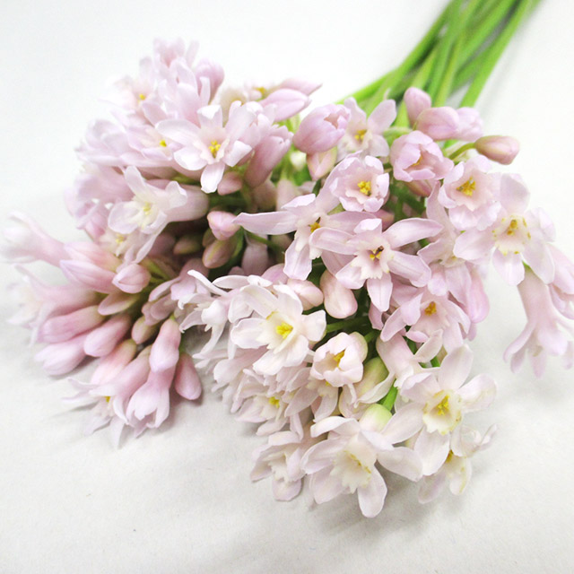 ソノタキリバナ ツルバキアライトピンク Ｌ (ピンク)