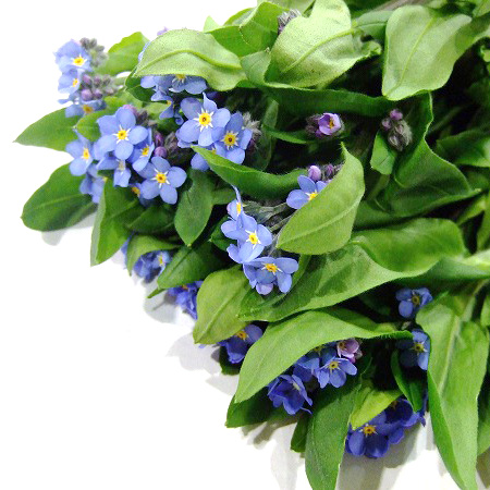 ソノタキリバナ ナノブルー 30-25CM (青)