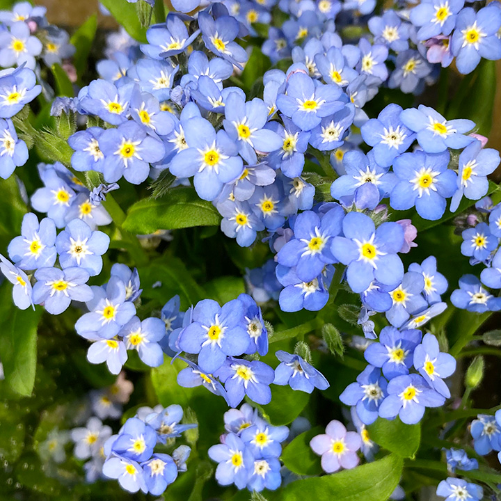 ワスレナグサ　ナノブルー　M 推奨産地【予約メニュー】