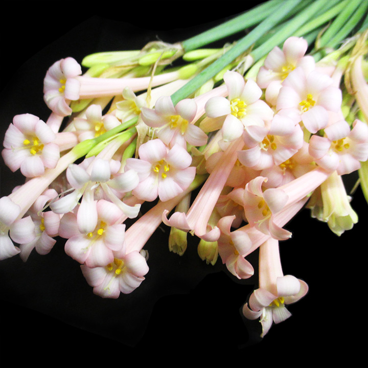 ソノタキリバナ キルタンサスピンク 秀4- (ピンク)