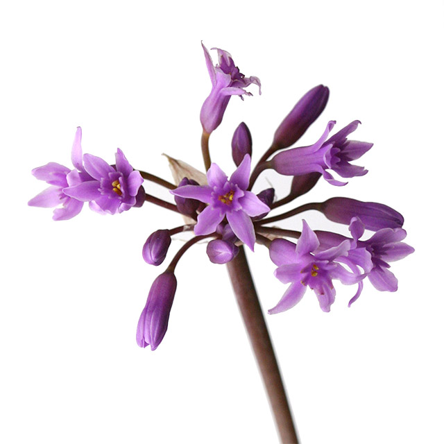 ソノタキリバナ ツルバキアパープル Ｌ (淡紫)