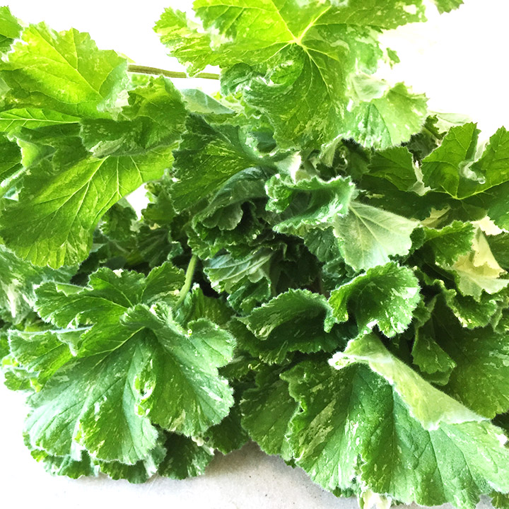 ソノタキリバナ スノーフレークゼラ L (黄緑)