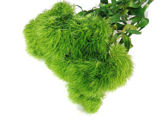 ソノタキリバナ グリーンボール 55ｃｍ (緑)