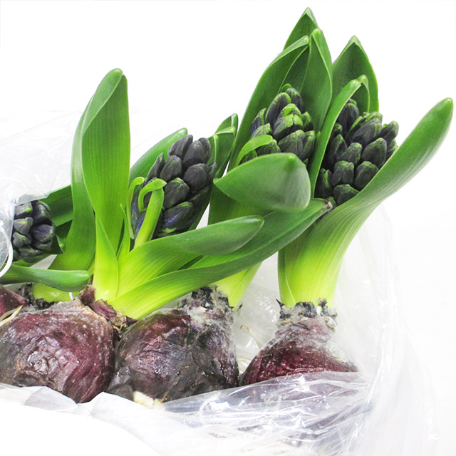 ソノタキリバナ ヒヤシンス ブルーパール 球根 (その他)