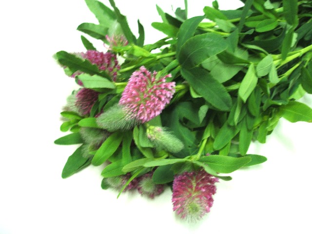 ソノタキリバナ トリフォニウム ツインキャンドル 40CM (赤)