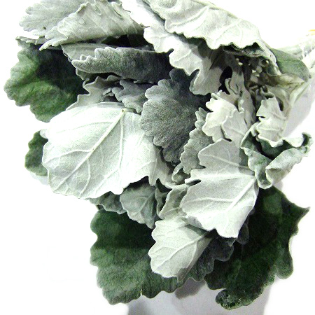 ソノタキリバナ シラス 30ｃｍ (白)