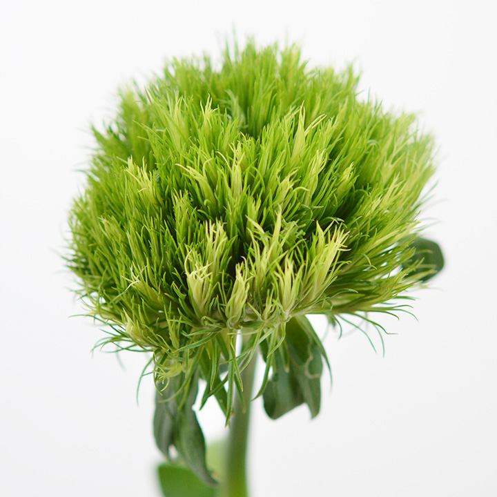 ソノタキリバナ レディーイン　グリーン ２Ｌ70 (緑)