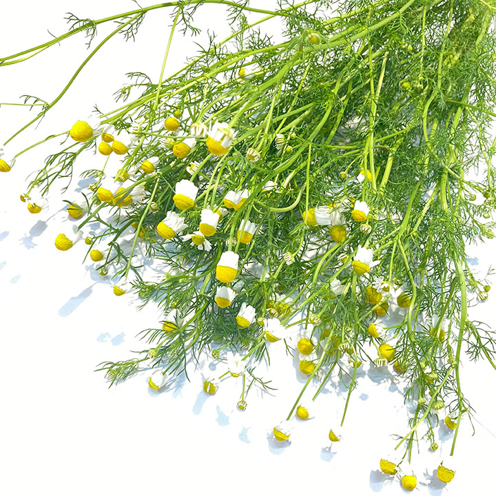 ソノタキリバナ カモミール 40-50ｃｍ (その他)