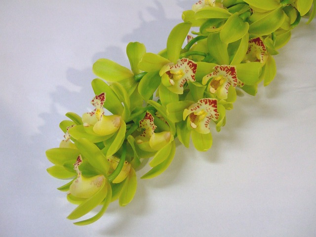 シンビジューム グリーンサワー　L 推奨産地【予約メニュー】