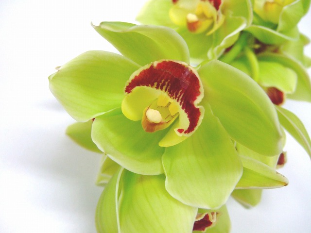 シンビジューム スーパーグリーン　L 推奨産地【予約メニュー】