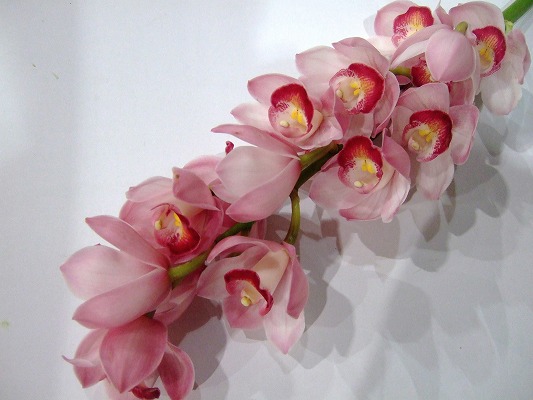 シンビジューム タルト　L 推奨産地【予約メニュー】