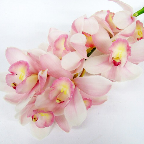 シンビジューム アイコサマ　L 推奨産地【予約メニュー】