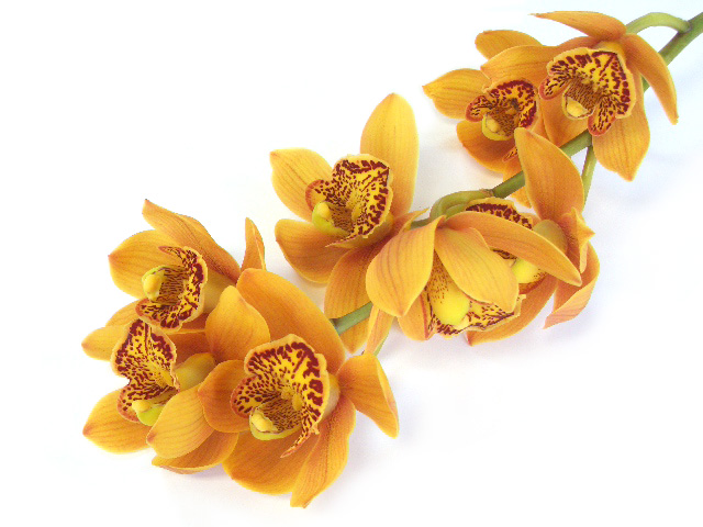 シンビジューム マジョリカ　L 推奨産地【予約メニュー】