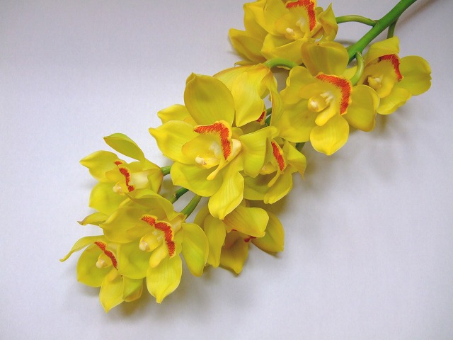 シンビジューム デイライト　L 推奨産地【予約メニュー】