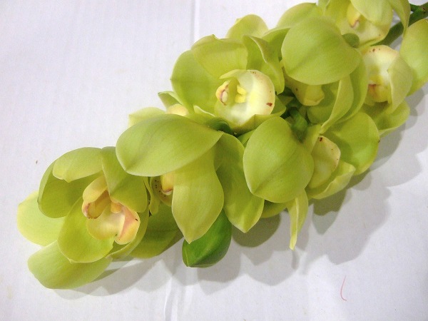 シンビジューム メロンパンナ　L 推奨産地【予約メニュー】