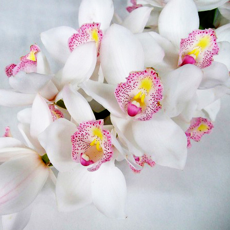 シンビジューム ピュアガール　L 推奨産地【予約メニュー】